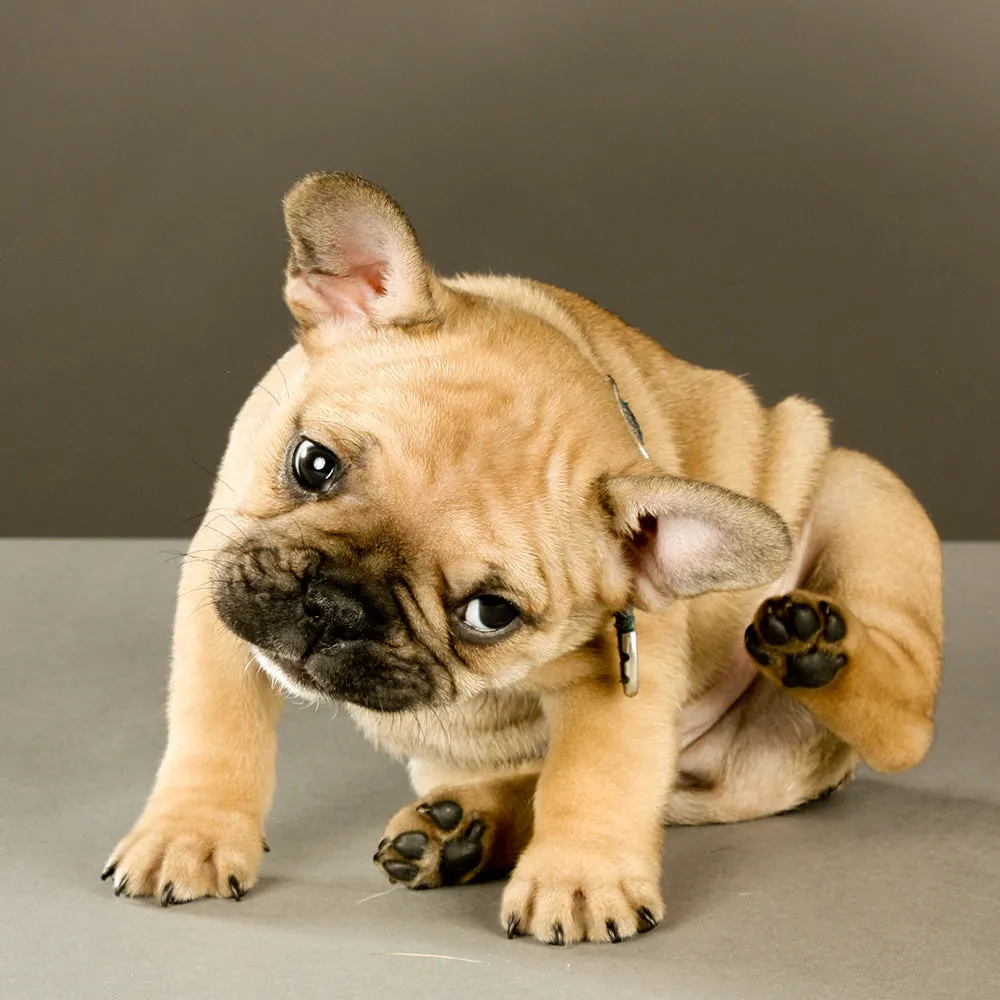 BioPet Skin