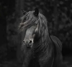 Merlin